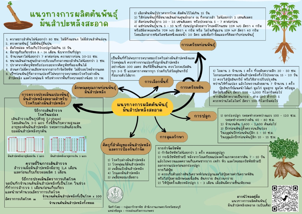 สรุปแนวทางการผลิตต้นพันธ์ุมันสำปะหลังสะอาด