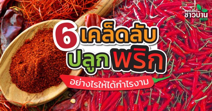 6 เคล็ดลับ ปลูกพริก ให้ได้กำไรงาม