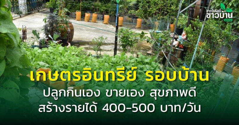 เกษตรอินทรีย์รอบบ้านปลูกกินเองขายเอง