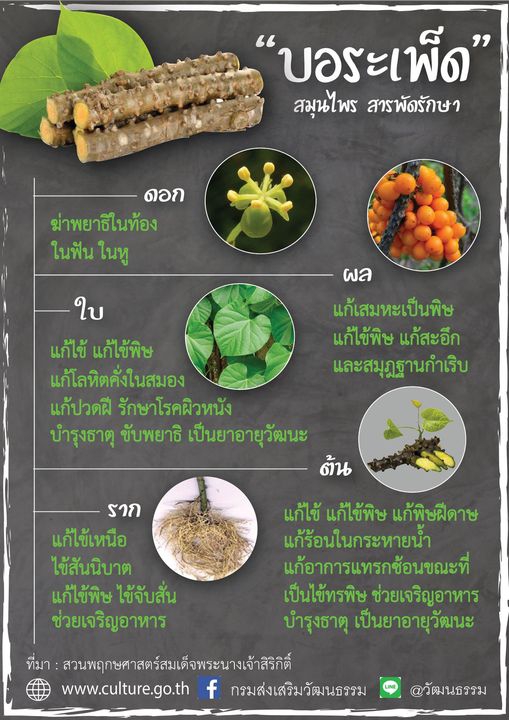 บอระเพ็ด ขมเป็นยา สมุนไพรสารพัดประโยชน์