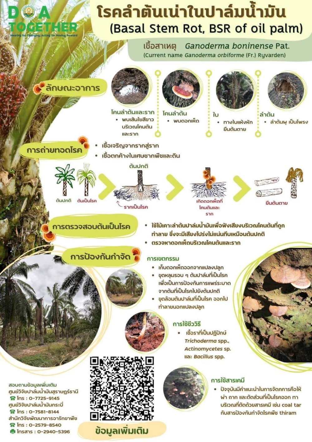 การป้องกันกำจัด โรคลำต้นเน่าในปาล์มน้ำมัน