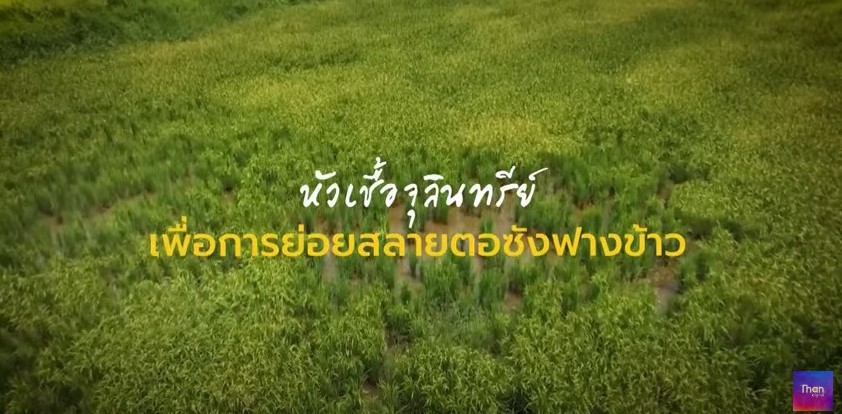 กรมวิชาการเกษตร : หัวเชื้อย่อยสลายตอซัง