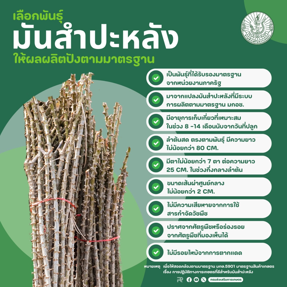 การเลือกพันธุ์มันสำปะหลัง ให้ผลผลิตปังตามมาตรฐาน