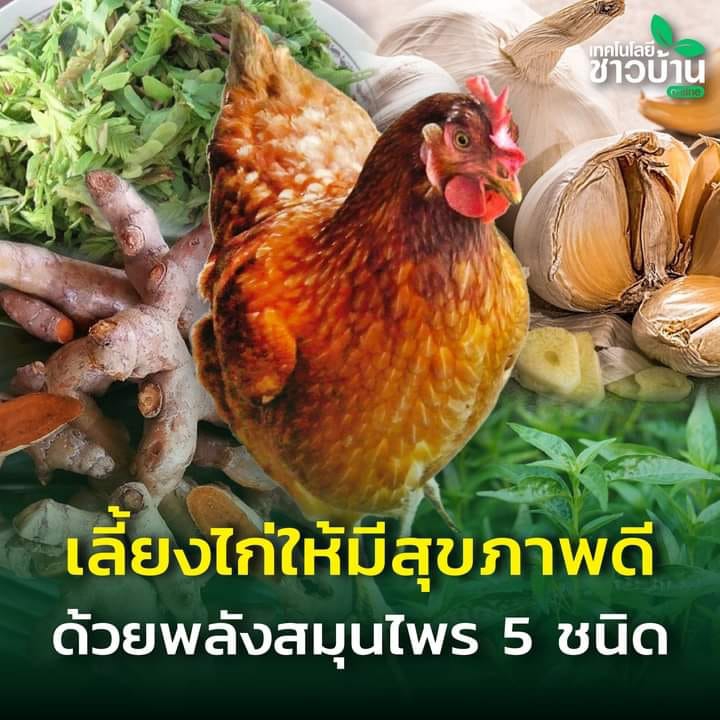 เลี้ยงไก่ให้มีสุขภาพดี ด้วยพลังสมุนไพร 5 ชนิด