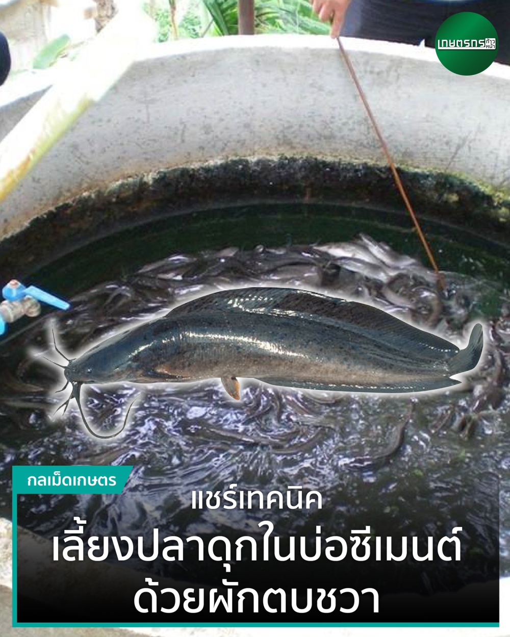 การเลี้ยงปลาดุกในบ่อซีเมนต์