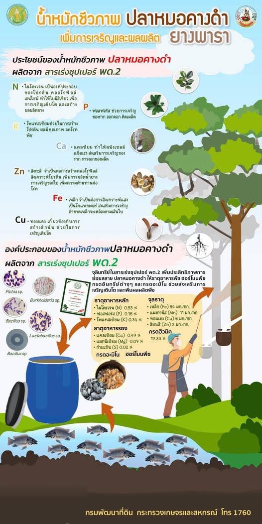 น้ำหมักชีวภาพ ปลาหมอคางดำเพิ่มการเจริญและผลผลิต