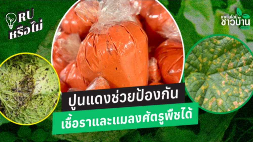 ปูนแดงช่วยป้องกันเชื้อราและแลงศัตรูพืชได้