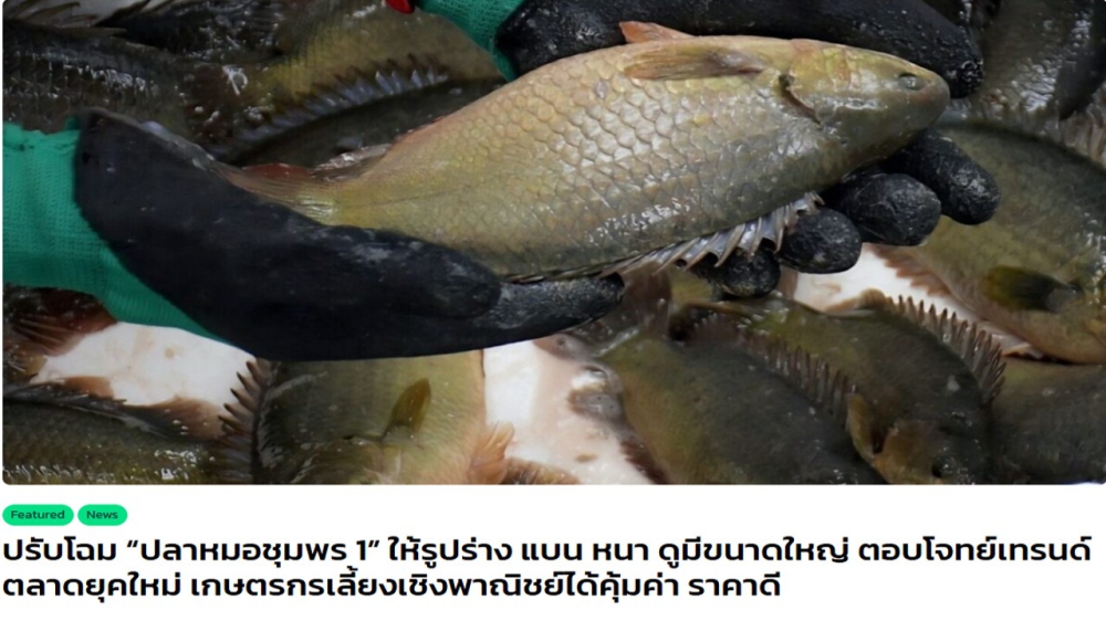 ปรับโฉม“ปลาหมอชุมพร1”ให้รูปร่างแบนหนา
