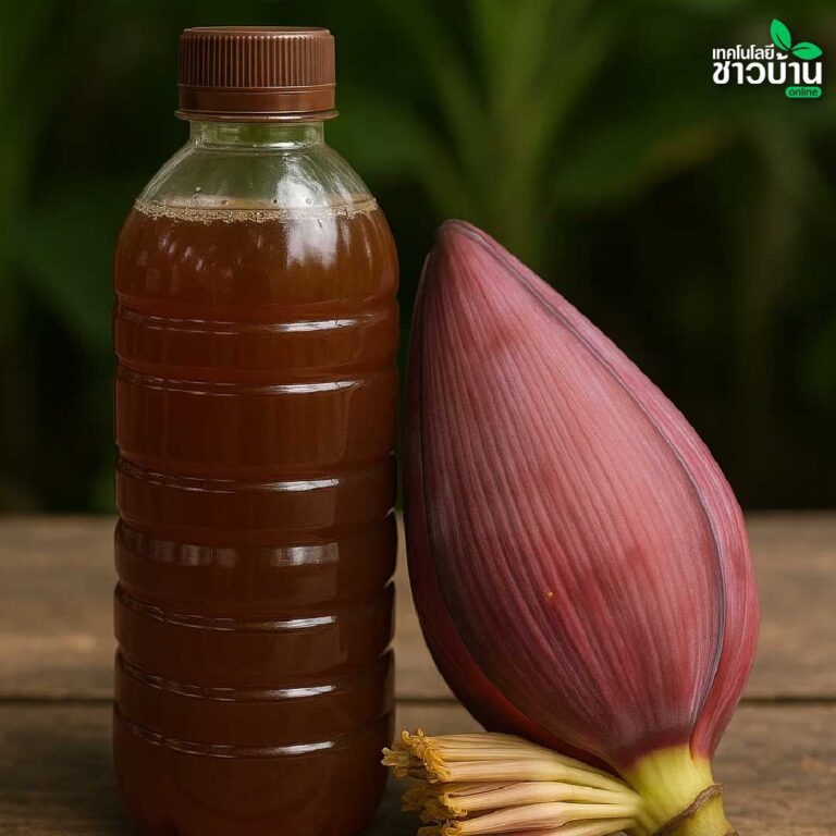 สูตรลับจากเกษตรกร