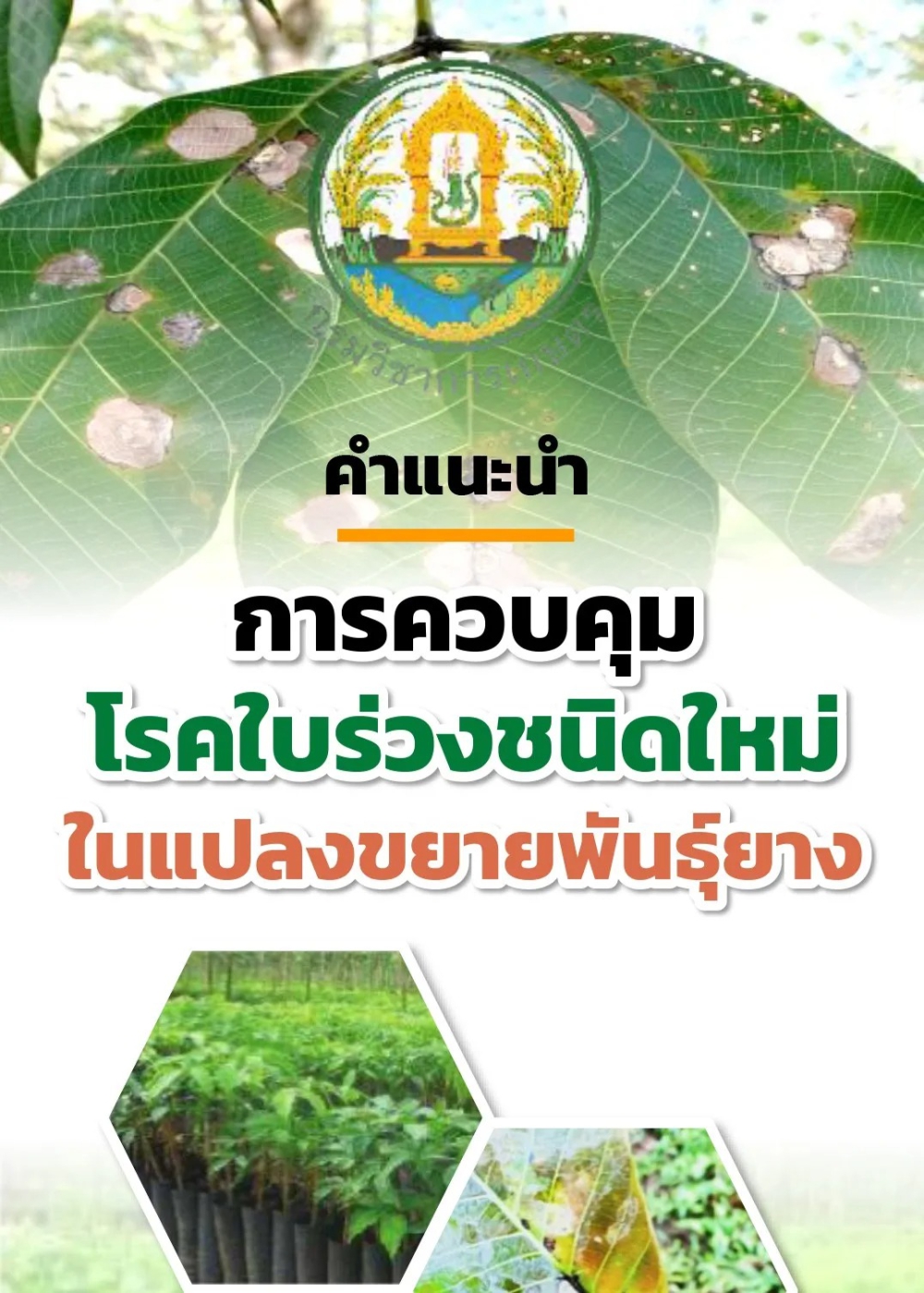 คำแนะนำการควบคุมโรคใบร่วงชนิดใหม่