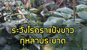 กรมวิชาการเกษตรเตือนเกษตรกรผู้ปลูกกุหลาบเฝ้าระวังการเกิดโรคและแมลงศัตรูพืช