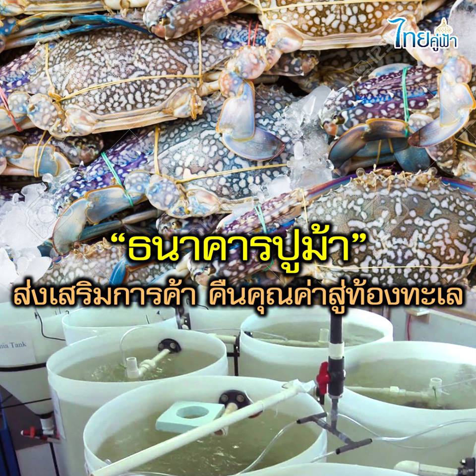 ต่อยอด!“ธนาคารปูม้า”ส่งเสริมการค้าคืนคุณค่าสู่ท้องทะเล