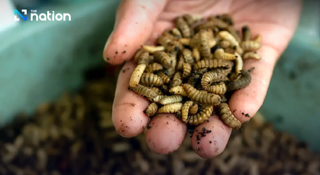 Common black fly larvae added to list of alternative protein source in animal feed