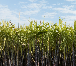 Three-year project launched to cut carbon emissions in sugarcane farming in Thailand