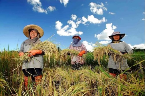 Thai Farmers were Happy in 2023, Happiness Index Soars to 80.79