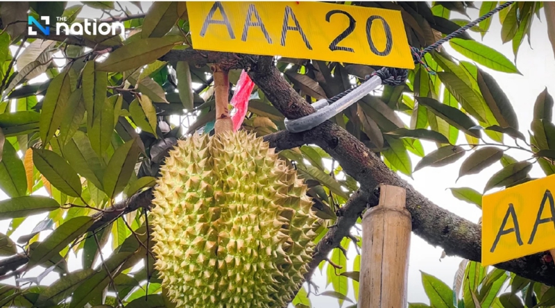 20 durians grown on mountain fetch over THB500,000 at charity auction