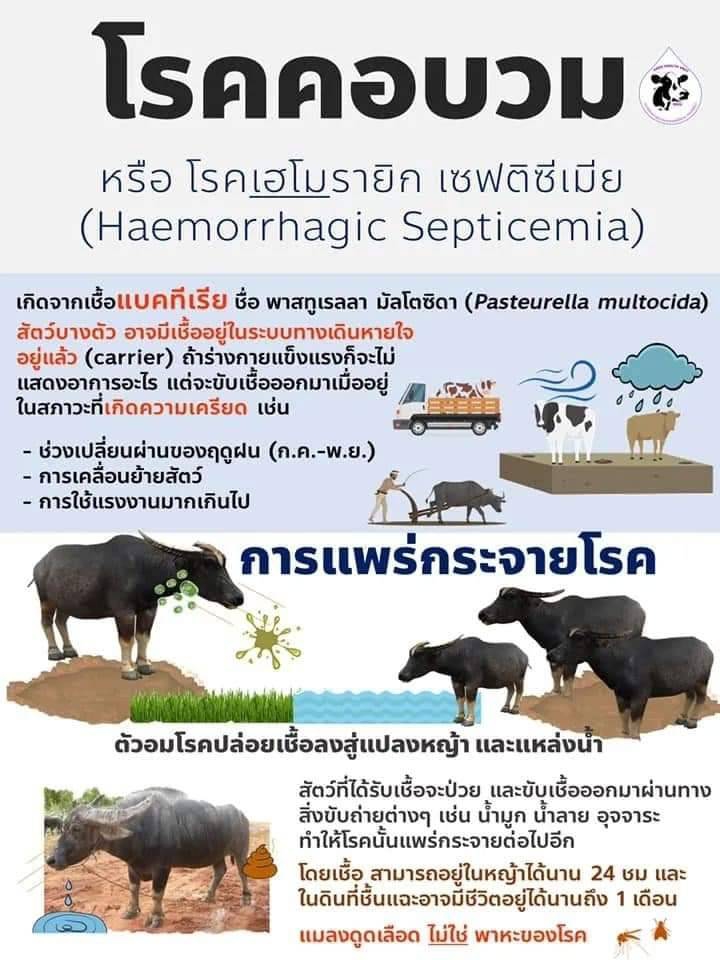 แจ้งเตือนเกษตรกรเฝ้าระวังโรคคอบวมในสัตว์ ช่วงฤดูฝน