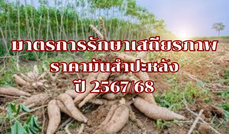 มาตรการรักษาเสถียรภาพราคามันสำปะหลัง ปี 2567/68