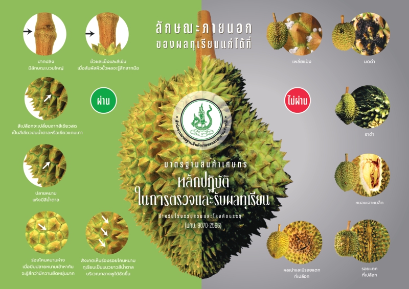 หลักปฏิบัติในการตรวจและรับผลทุเรียน