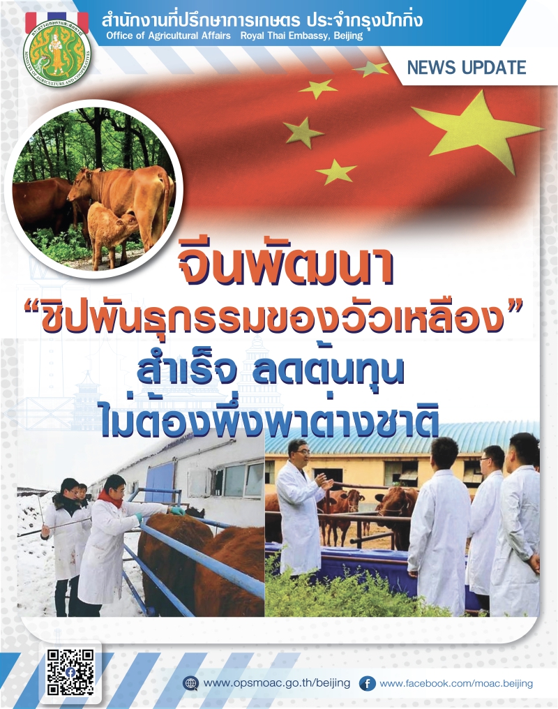 จีนพัฒนา“ชิปพันธุกรรมของวัวเหลือง”