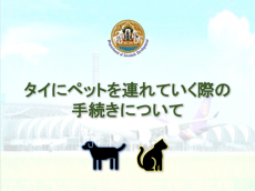 タイにペットを連れていく際の手続きについて（2024年5月24日更新）