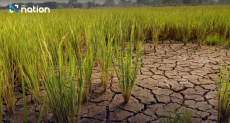 How sustainable agriculture can help Thailand cope with climate change