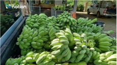 ‘Nam Wa’ banana prices soar as heat takes a toll on output