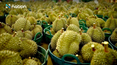 State agency closely monitoring import of durians into Thailand