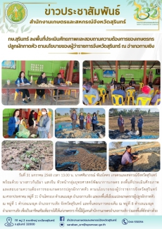 กษ.สุรินทร์ลงพื้นที่ประเมินศักยภาพและสอบถามความต้องการของเกษตรกรปลูกผักกาดหัว