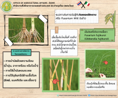 รคถอดฝักดาบ (Bakanae Disease)