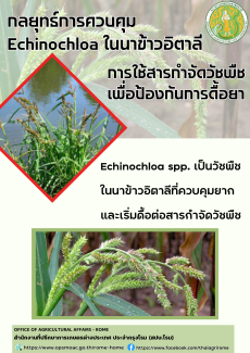 Echinochloa spp. หรือ หญ้าข้าวนก