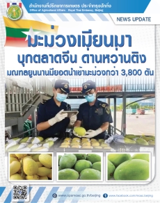 มะม่วงเมียนมาบุกตลาดจีน