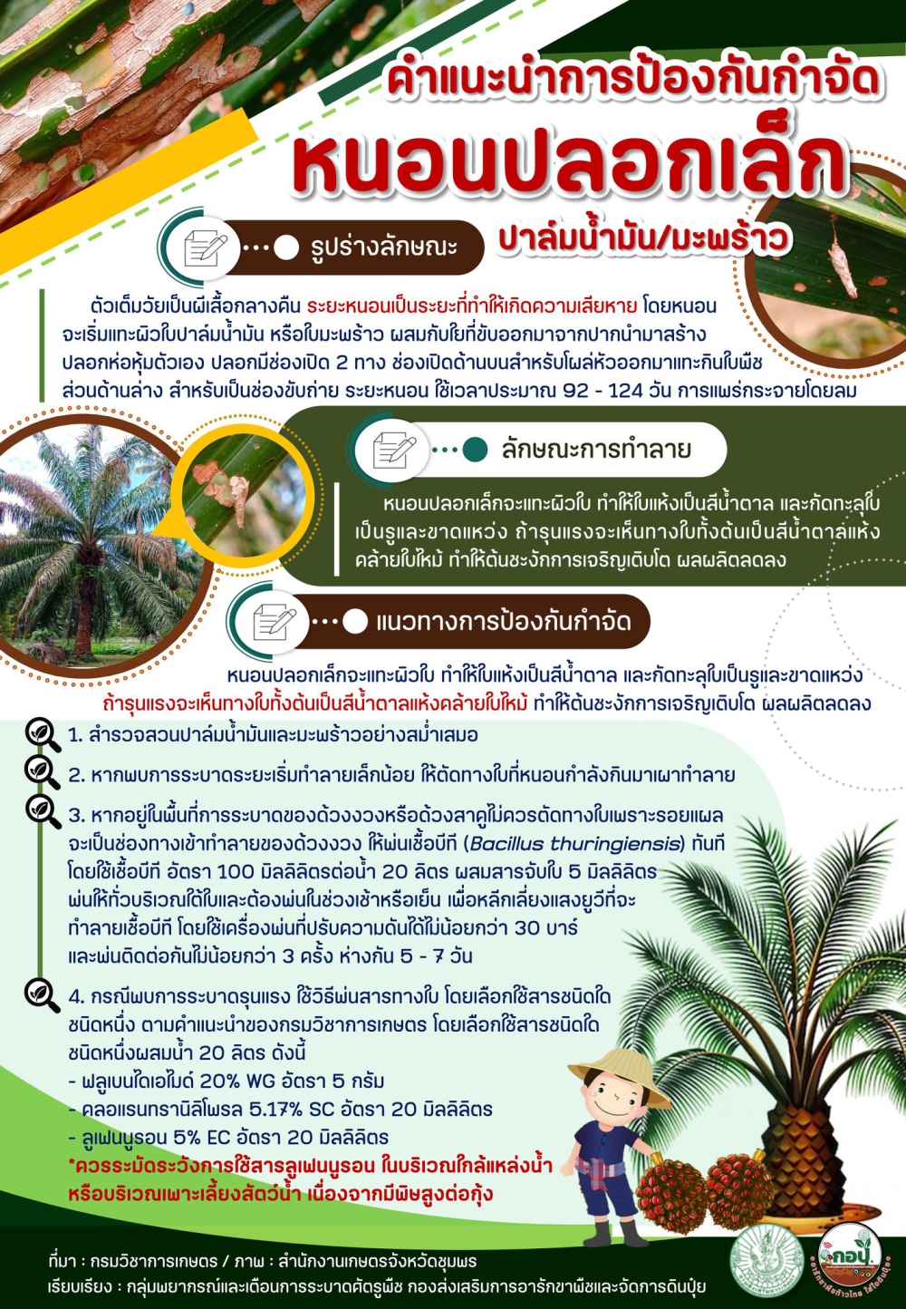 คำแนะนำการป้องกันกำจัดหนอนปลอกเล็กในปาล์มน้ำมัน/มะพร้าว