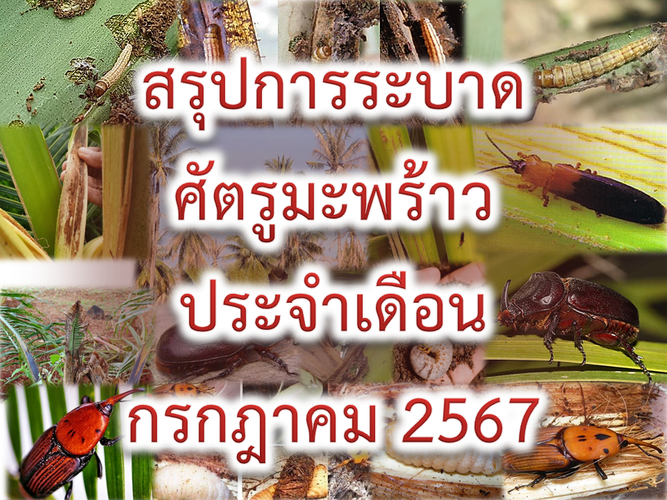 สรุปสถานการณ์การระบาดศัตรูมะพร้าว