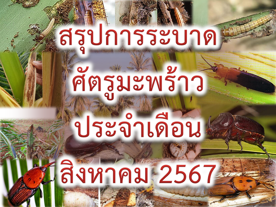 สรุปสถานการณ์การระบาดศัตรูมะพร้าว