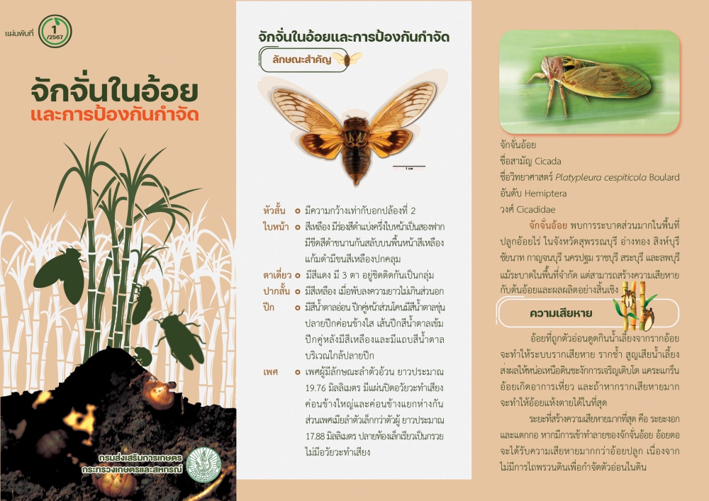 จักจั่นในอ้อยและการป้องกันกำจัด