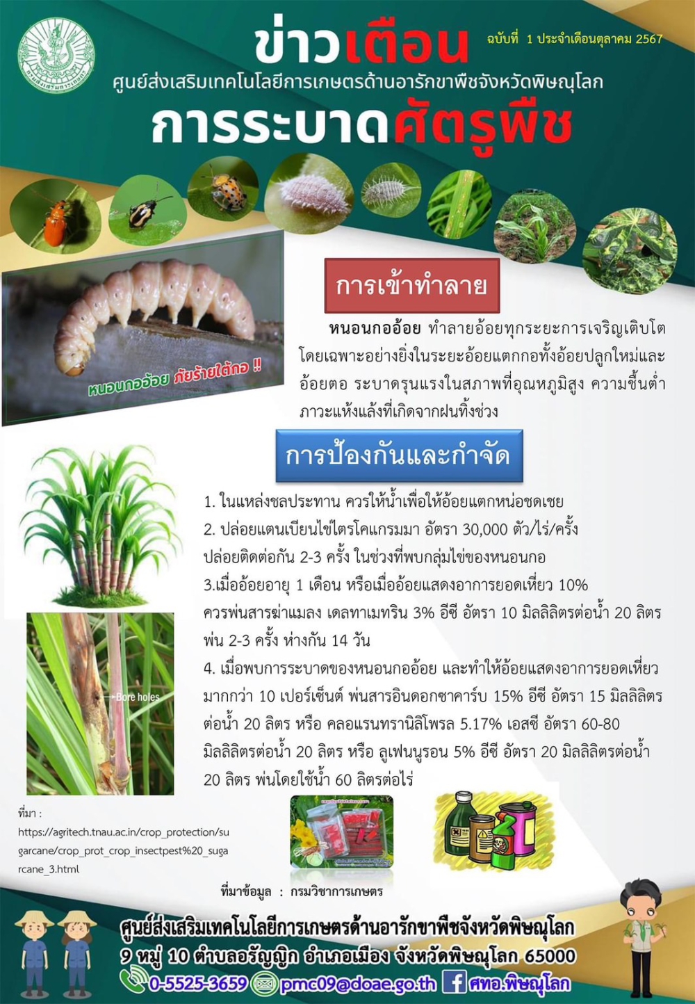 การระบาดหนอนกออ้อย ภัยร้ายใต้กอ