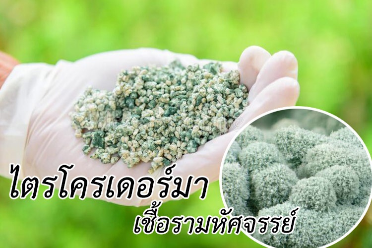 กรมส่งเสริมการเกษตร