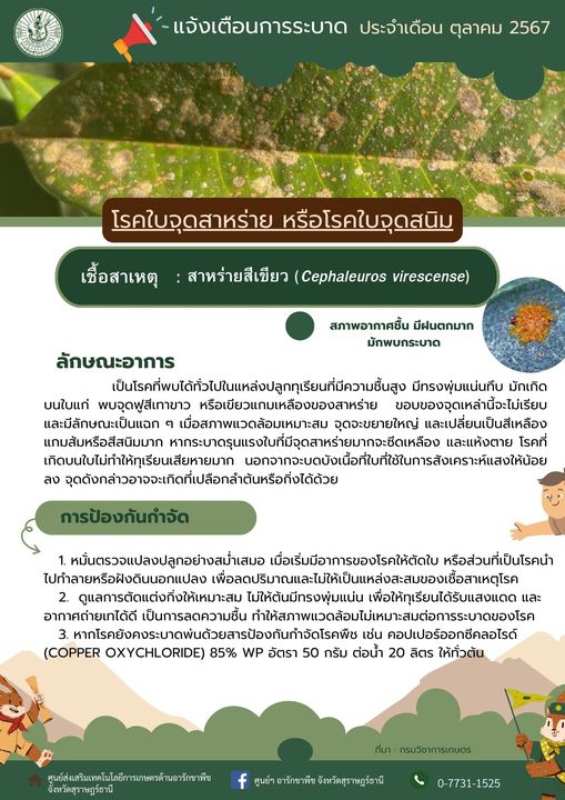 แจ้งเตือนการระบาด >> โรคใบจุดสาหร่าย หรือโรคใบจุดสนิม