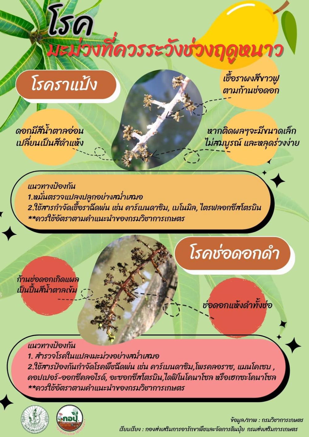 โรคมะม่วงต้องควรระวังในช่วงฤดูหนาว