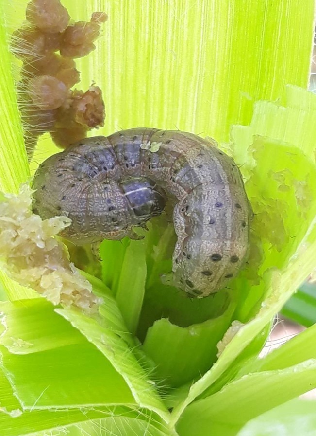 ระวังหนอนกระทู้ข้าวโพดลายจุด