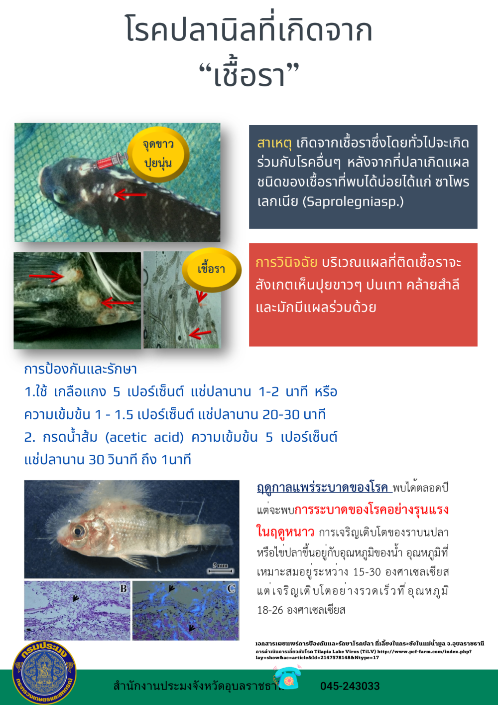 โรคปลานิลที่เกิดจากเชื้อรา