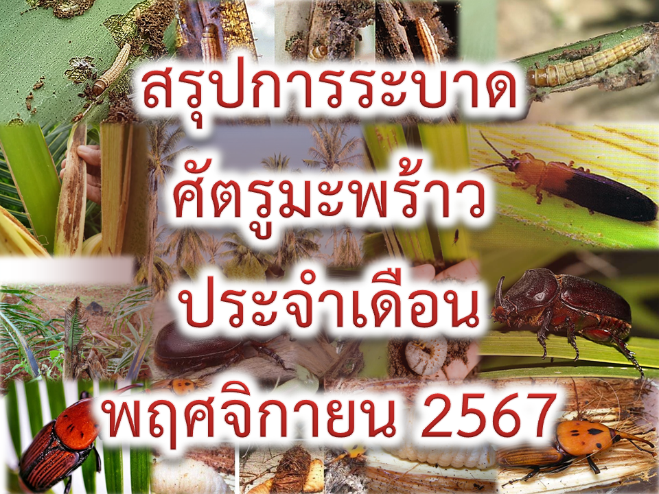 ข้อมูลการระบาดศัตรูมะพร้าวจังหวัดประจวบคีรีขันธ์