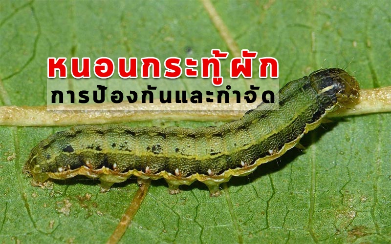 เตือนภัยเกษตร 11-24 ธันวาคม 2567