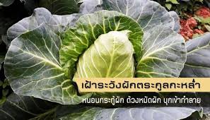 เตือนการเฝ้าระวัง