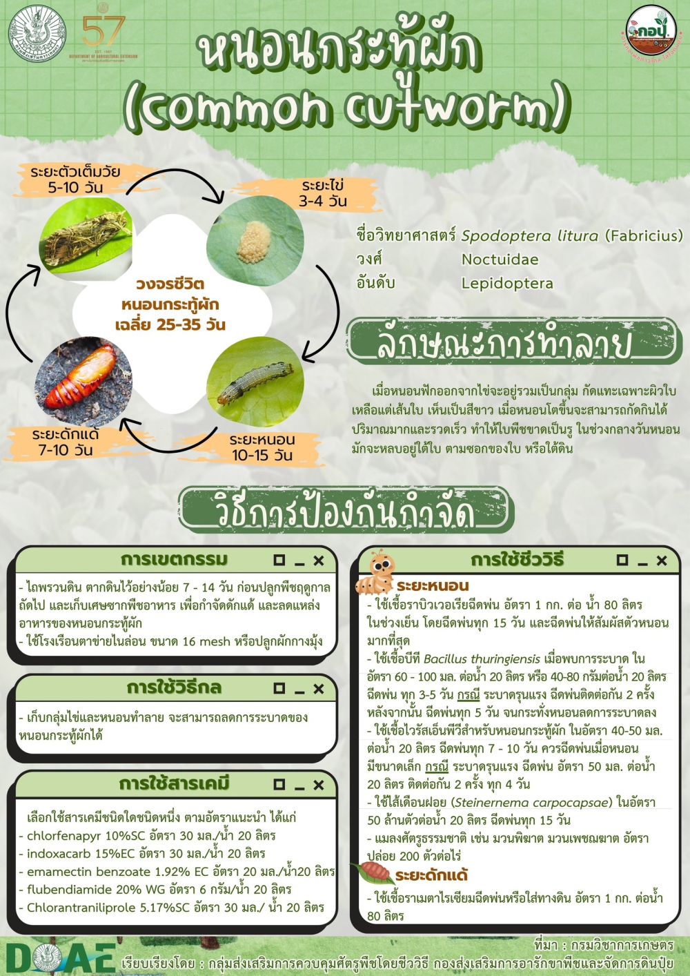 หนอนกระทู้ผัก (common cutworm)