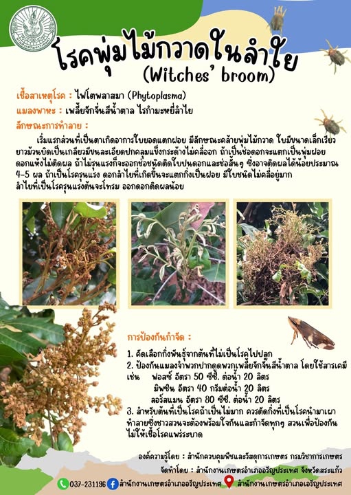 โรคพุ่มไม้กวาดในลำไย (Witchesbroom)