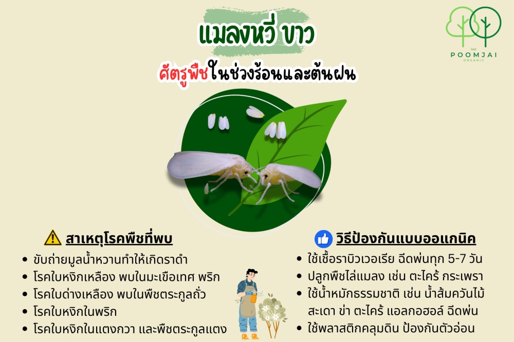 โรคพืชที่เกิดจากแมลงหวี่ขาว