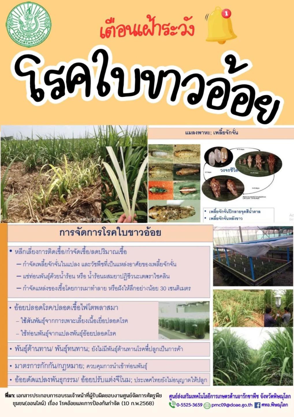 เฝ้าระวัง โรคใบขาวอ้อย