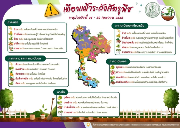 เตือน!!!!!!เฝ้าระวังการระบาดศัตรูพืช